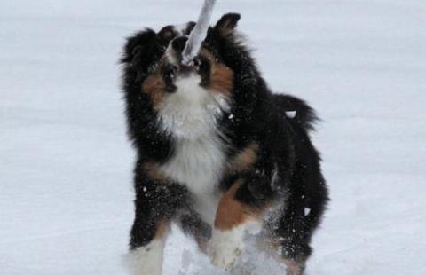 Koiralla luminen keppi suussa.